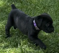 Harper, a female Cane Corso for sale in Longmont, CO – 3 of 10