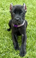 Ula, a female Cane Corso for sale in Longmont, CO – 5 of 6
