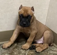Nugget, a male Cane Corso for sale in Longmont, CO – 9 of 10