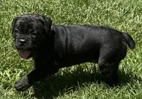 Maple, a female Cane Corso for sale in Longmont, CO – 3 of 10