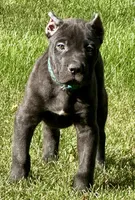 Monster, a male Cane Corso for sale in Longmont, CO – 1 of 10
