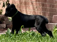 Hagrid, a male Cane Corso for sale in Longmont, CO – 7 of 10