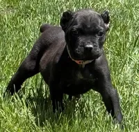 Nola, a female Cane Corso for sale in Longmont, CO – 7 of 10