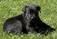 Harper, a female Cane Corso for sale in Longmont, CO – 10 of 10