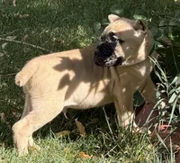 Vaper, a male Cane Corso for sale in Longmont, CO – 8 of 10