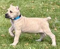 Von, a male Cane Corso for sale in Longmont, CO – 7 of 10