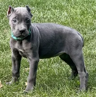 Marvel, a female Cane Corso for sale in Longmont, CO – 9 of 10