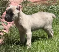 Nova, a female Cane Corso for sale in Longmont, CO – 7 of 10