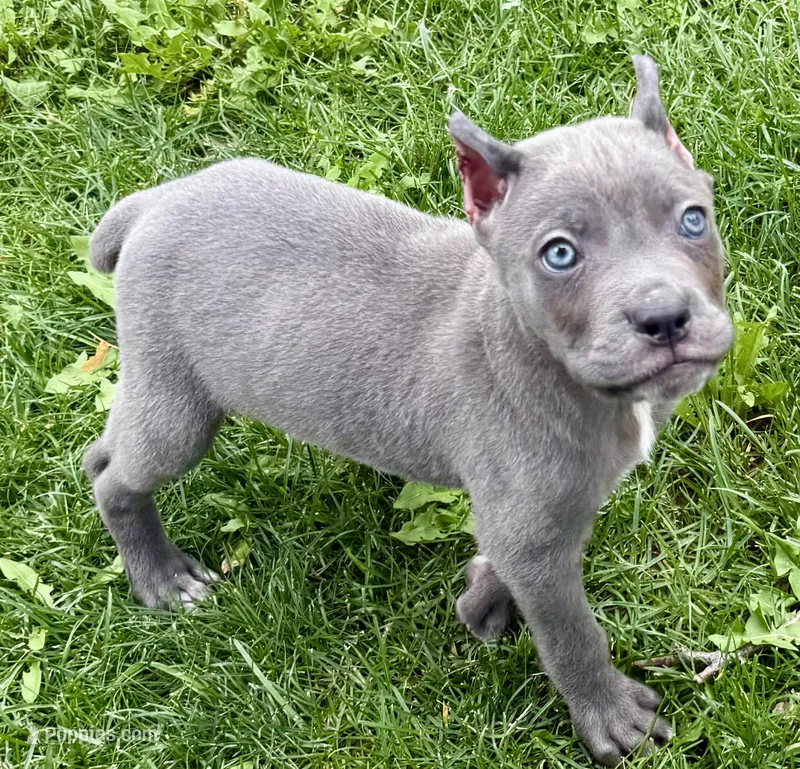 Groot – Cane Corso puppy for sale in Longmont, CO
