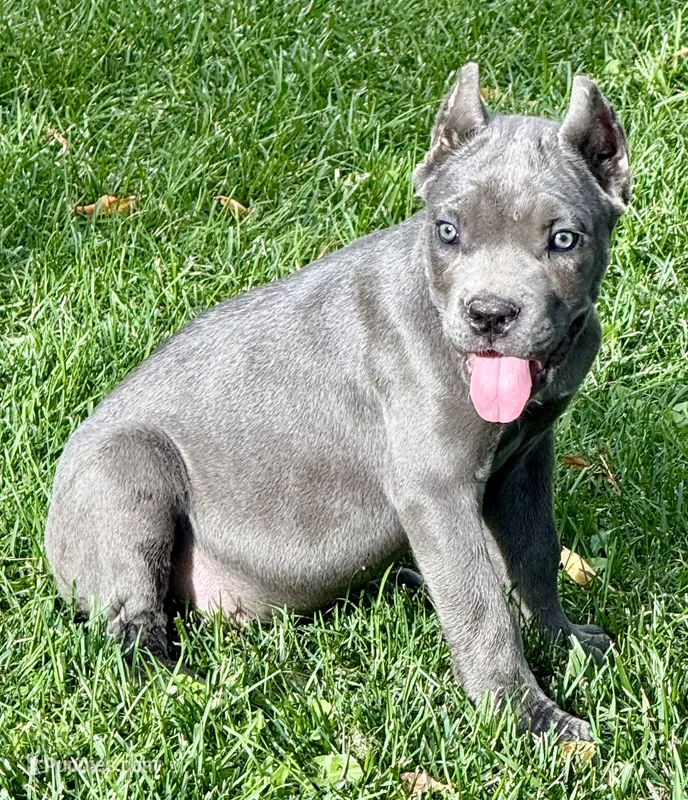 Muffin – Cane Corso puppy for sale in Longmont, CO