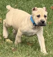 Von, a male Cane Corso for sale in Longmont, CO – 8 of 10