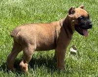 Nugget, a male Cane Corso for sale in Longmont, CO – 4 of 10