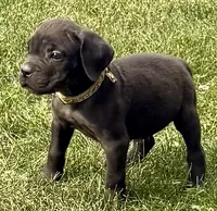 Minnie, a female Cane Corso for sale in Longmont, CO – 7 of 10