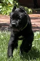 Hagrid, a male Cane Corso for sale in Longmont, CO – 8 of 10