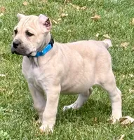 Von, a male Cane Corso for sale in Longmont, CO – 9 of 10