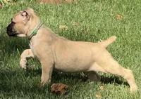 Vaper, a male Cane Corso for sale in Longmont, CO – 10 of 10