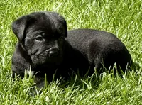 Harlow, a female Cane Corso for sale in Longmont, CO – 9 of 9