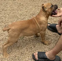 Frank, a male Cane Corso for sale in Longmont, CO – 4 of 10