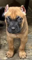 Nugget, a male Cane Corso for sale in Longmont, CO – 1 of 10