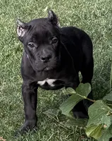 Midnight, a female Cane Corso for sale in Longmont, CO – 3 of 9
