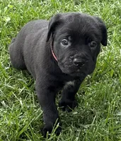 Harlow, a female Cane Corso for sale in Longmont, CO – 5 of 9