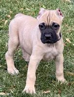 Vesta, a female Cane Corso for sale in Longmont, CO – 5 of 10