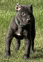 Monster, a male Cane Corso for sale in Longmont, CO – 5 of 10
