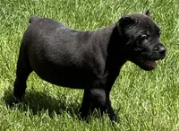 Nacho, a male Cane Corso for sale in Longmont, CO – 10 of 10