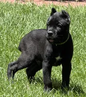 Hagrid, a male Cane Corso for sale in Longmont, CO – 4 of 10