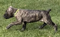 Marbles, a female Cane Corso for sale in Longmont, CO – 7 of 10