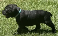 Hercules, a male Cane Corso for sale in Longmont, CO – 8 of 10