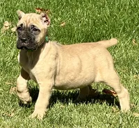 Vaper, a male Cane Corso for sale in Longmont, CO – 1 of 10