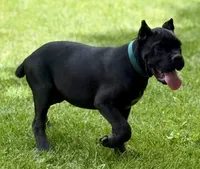 Hannah, a female Cane Corso for sale in Longmont, CO – 6 of 10