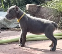 Muffin, a female Cane Corso for sale in Longmont, CO – 4 of 10