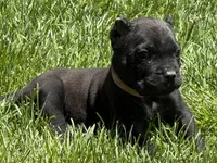 Nola, a female Cane Corso for sale in Longmont, CO – 10 of 10
