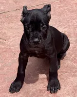 Ultra, a female Cane Corso for sale in Longmont, CO – 6 of 10