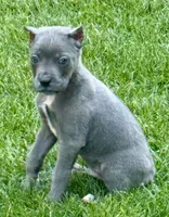 Groot, a male Cane Corso for sale in Longmont, CO – 3 of 6