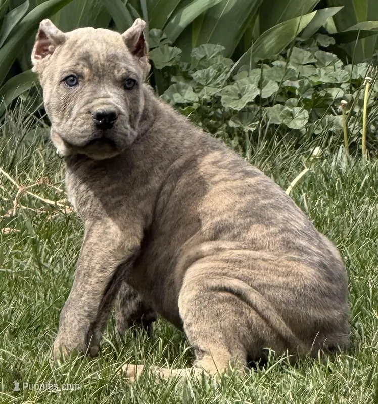 Freddie – Cane Corso puppy for sale in Longmont, CO