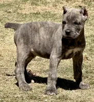 Fletcher, a male Cane Corso for sale in Longmont, CO – Photo 6 of 6