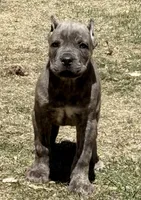 Fletcher, a male Cane Corso for sale in Longmont, CO – Photo 4 of 6