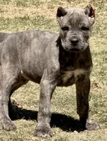 Fletcher, a male Cane Corso for sale in Longmont, CO – Photo 5 of 6