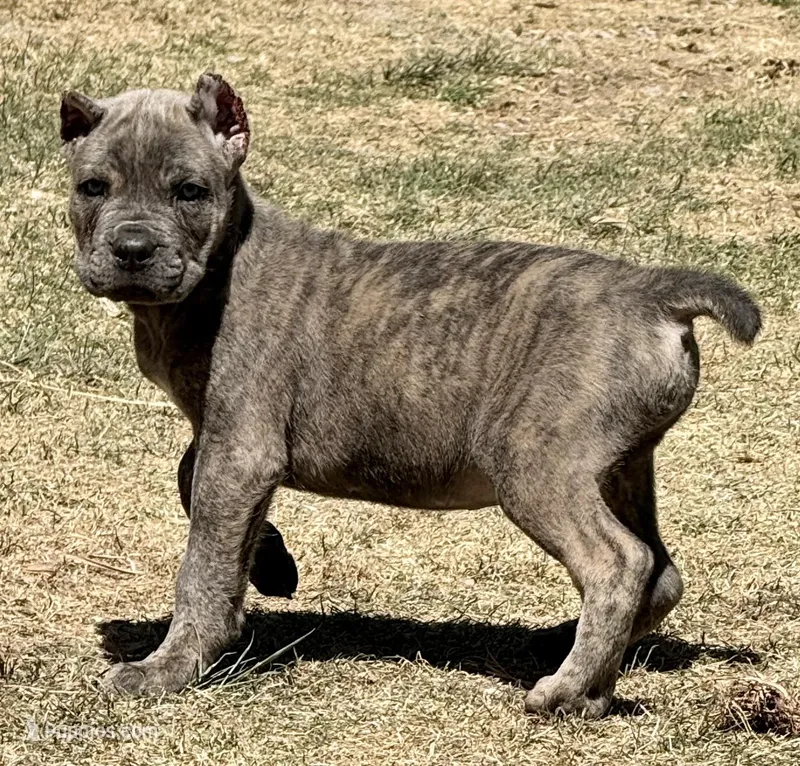 Fletcher – Cane Corso puppy for sale in Longmont, CO