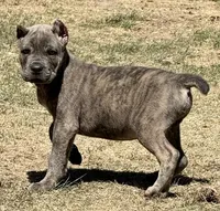 Fletcher, a male Cane Corso for sale in Longmont, CO – Photo 1 of 6