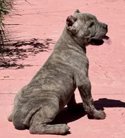 Fletcher, a male Cane Corso for sale in Longmont, CO – Photo 3 of 6