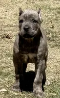 Fletcher, a male Cane Corso for sale in Longmont, CO – Photo 2 of 6
