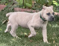 Vanity, a female Cane Corso for sale in Longmont, CO – 4 of 10