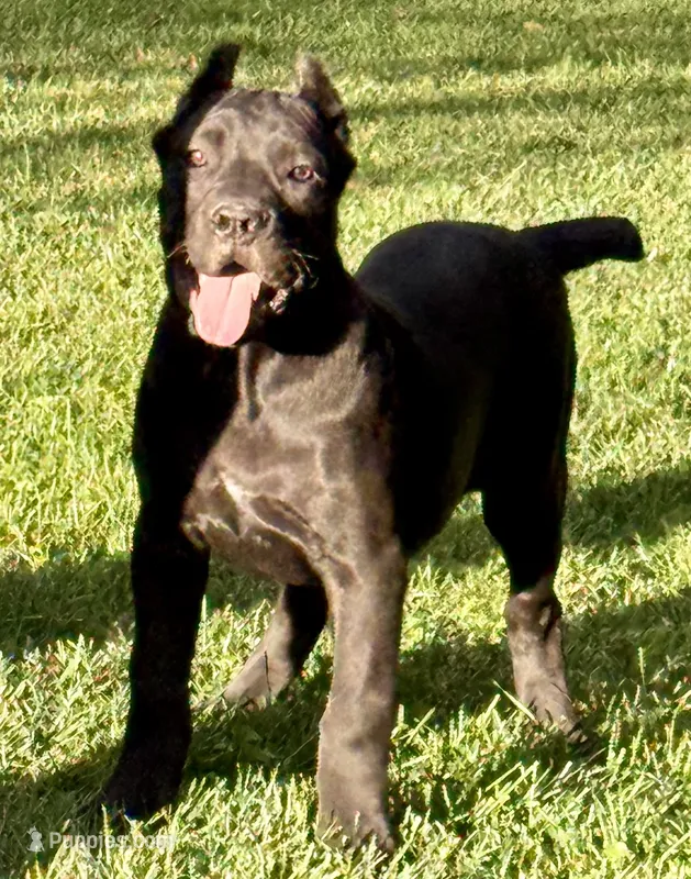 Ula – Cane Corso puppy for sale in Longmont, CO
