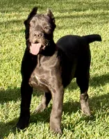 Ula, a female Cane Corso for sale in Longmont, CO – 7 of 10