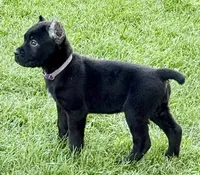 Harper, a female Cane Corso for sale in Longmont, CO – 10 of 10
