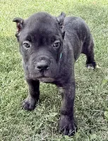 Maynard, a male Cane Corso for sale in Longmont, CO – 8 of 10